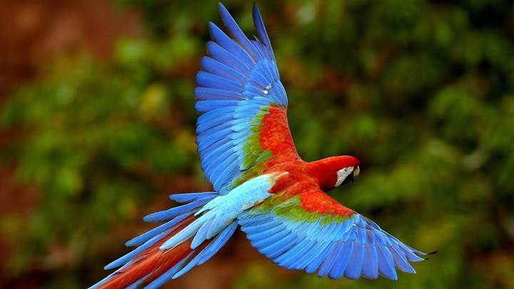 Beautiful Blue Bird Flying In The Wild